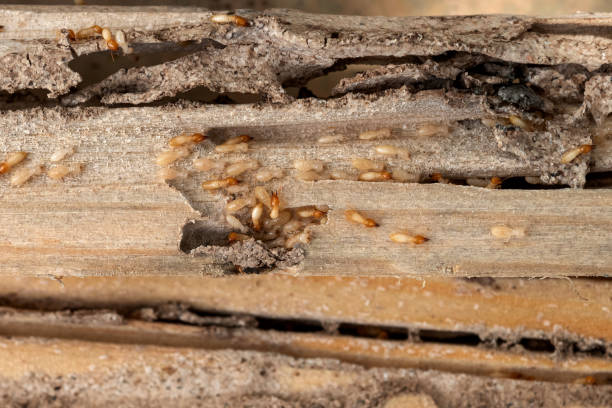 Best Emergency Pest Control  in Aquia Harbour, VA