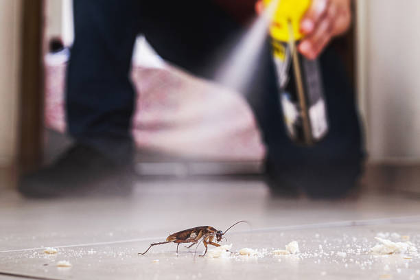 Best Wasp Removal Services  in Aquia Harbour, VA